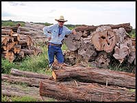 large cedar milling logs at Haynes Cedar Yard in Johnson City, Texas