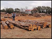 Amazing cedar milling logs up to 20' long! Haynes Cedar Yard in Johnson City, Texas
